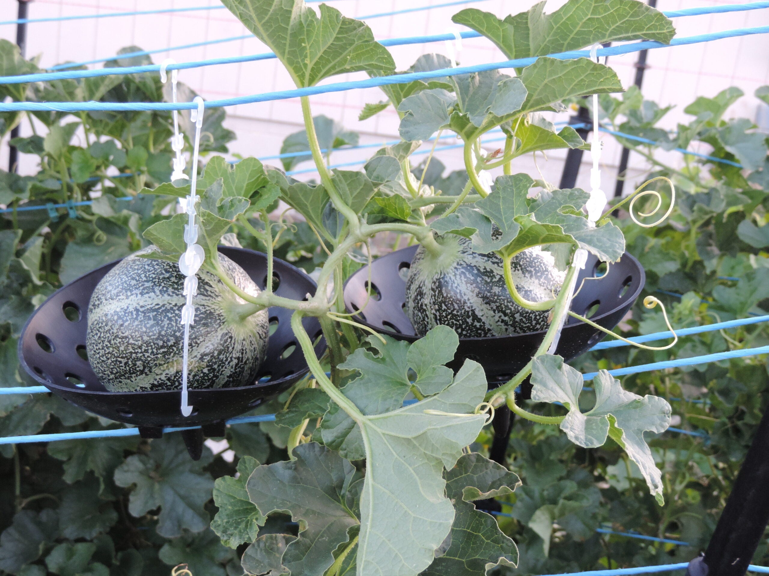 Melon Holder