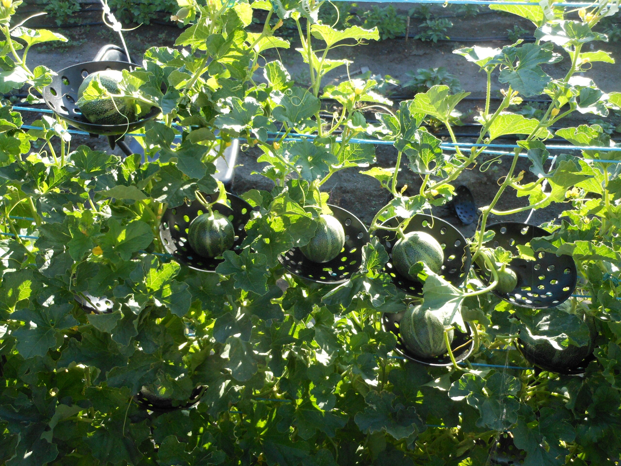 Melon Holder