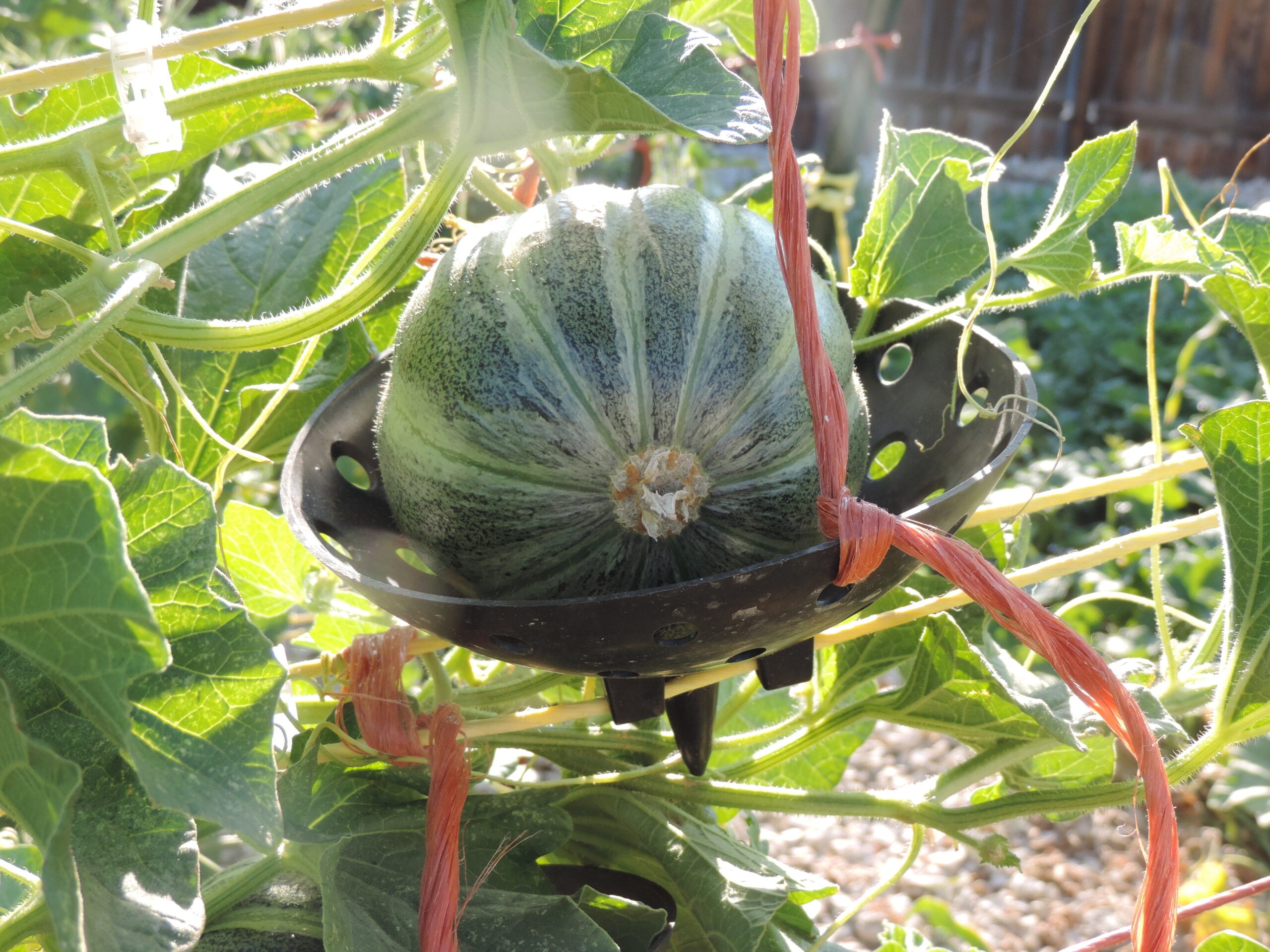 Melon Holder